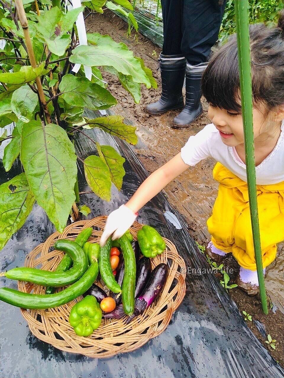 夏野菜の収穫体験(えんがわらいふ畑)