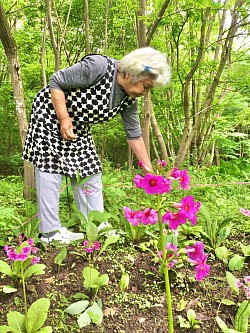 九輪草(5/19撮影)