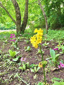 九輪草(5/19撮影)