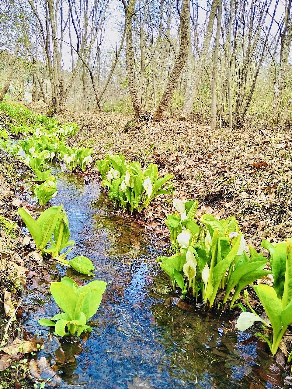 門井水芭蕉園の様子