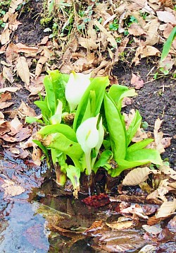 水芭蕉(昨年)